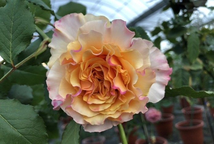 3种花养起来超级香，比香水还香，漂亮又好养，四季开花，值得栽培