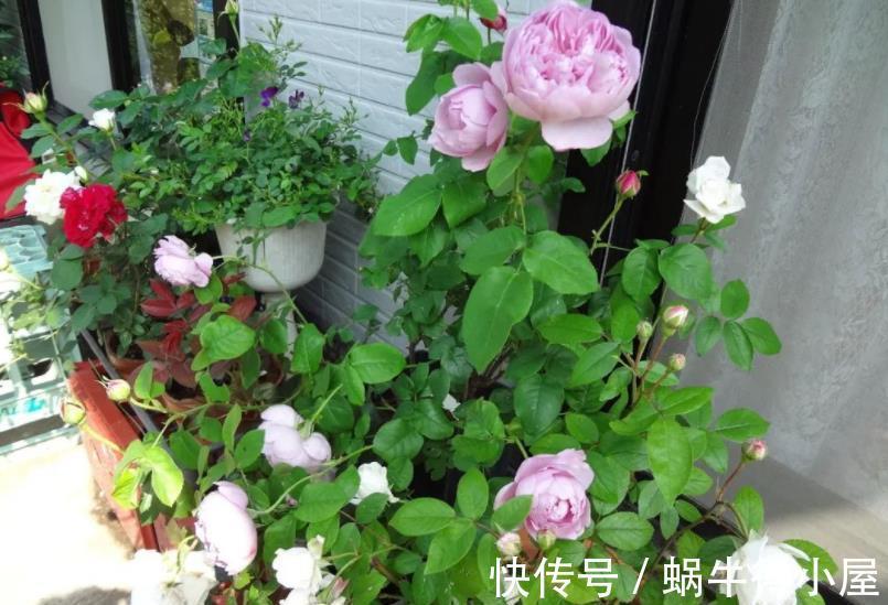 病害|月季花出现黑斑?教你几个小技巧,轻松赶走病害,笋芽新芽猛长