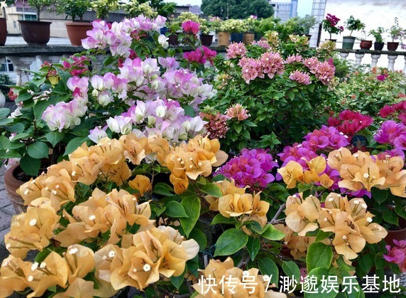 浇水|不爱喝水的“三种花”,没事多晒晒,不断冒花苞,水多反而养不好