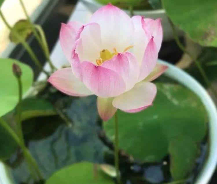 姿态万千|家养几种花卉,花开媲美玫瑰,花朵姿态万千