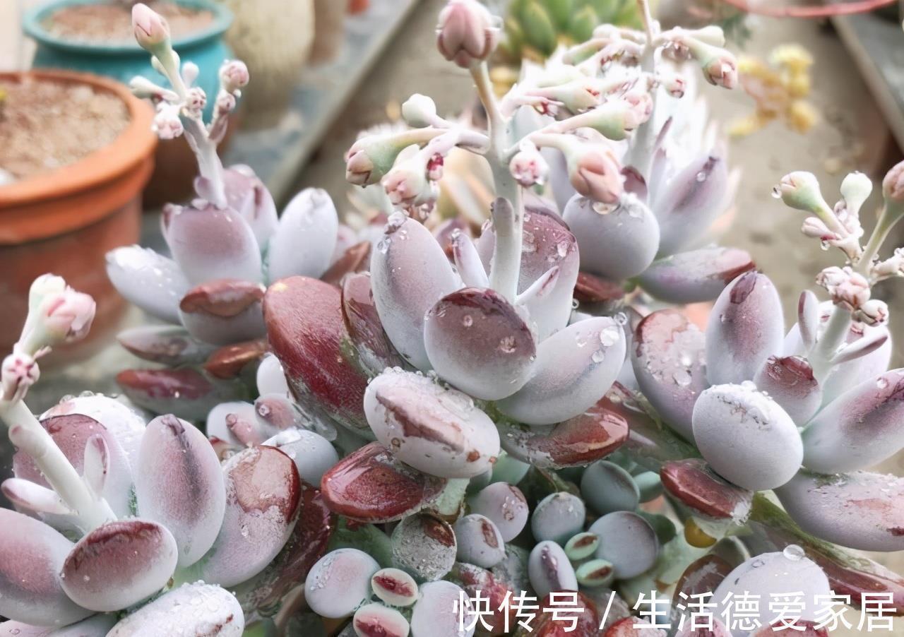 福娘系多肉中非常经典的2个品种,一个有香味一个叶片肥,值得养