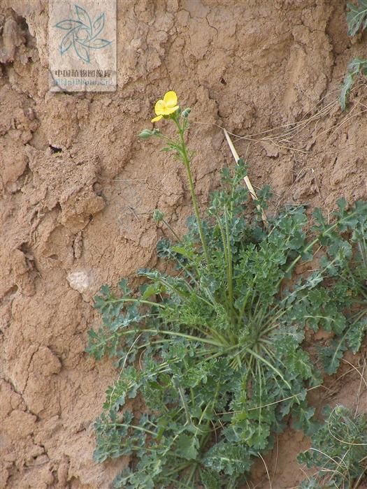  顽癣|秃疮花，见过吗？外治秃疮、顽癣；內治牙痛、扁桃体炎