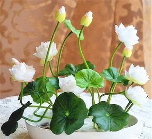 铜钱草|养此2种植物,干净、卫生还好看!家里来一盆,真值!