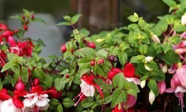 三种花有钱人最喜欢,养在家里既招财又能接好运,好看还易养