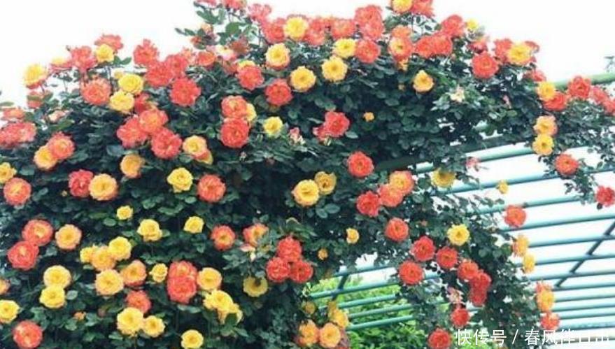 金弹子金弹子|居家就养此款花卉,开花大又香,开出一片花海