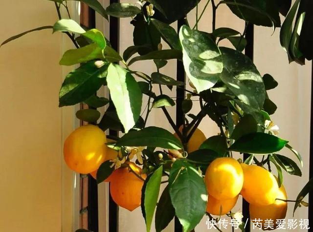 人养花,花也养人,这15种花,越养家里越干净