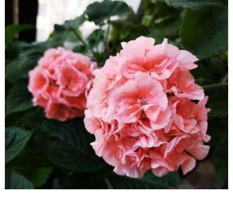 好处|三伏天里这3种花要备份，来年好处多多