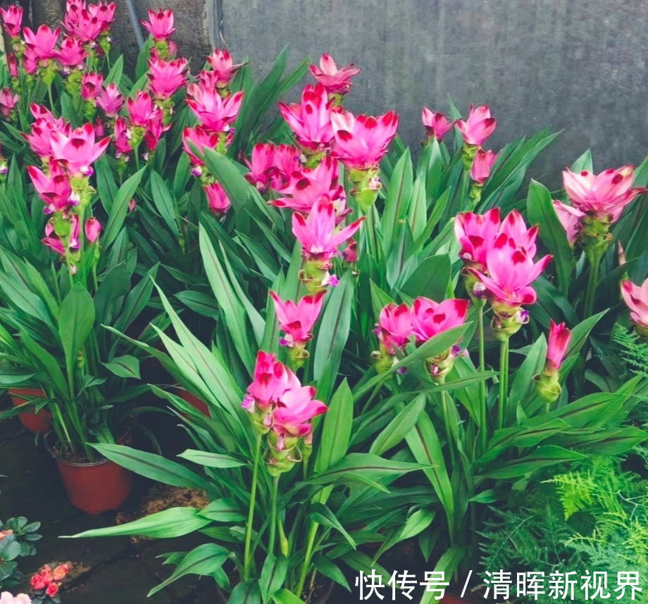 养护|此花是世界名花,花朵超漂亮,花期长,养护简单,室内盆栽也可以