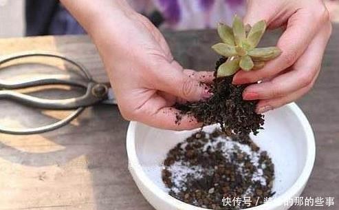多肉换盆取不出来咋整?资深肉友:教你3招