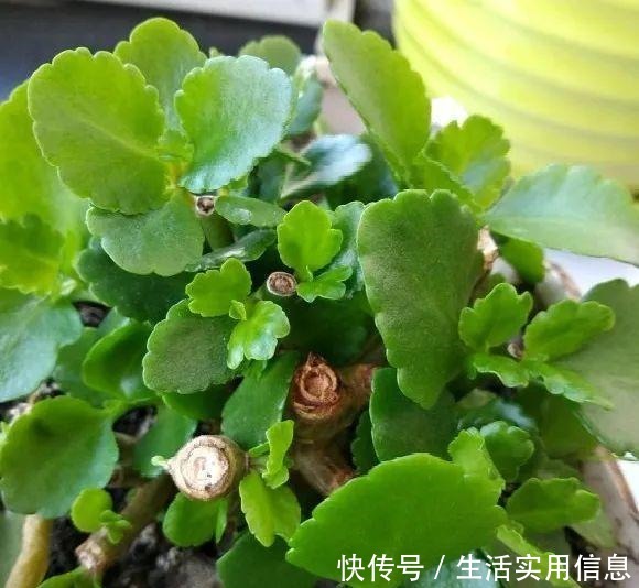 特欠剪的花,越剪越好看,花开不断!特欠剪的花,越剪越好看,花开不断!