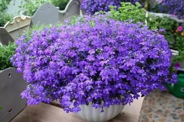 盆栽|家中适合养此款花卉,高颜值易打理,枝叶繁茂旺盛,花开娉婷婀娜