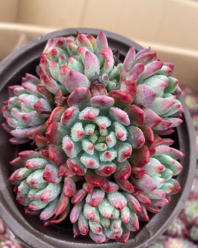 开春养5种多肉,适合新手养护,便宜好养,养坏不心疼