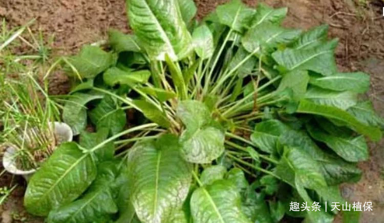 农户们|长的像菠菜的野草别乱摘，农户称它“金不换”，丢了一株都心很疼