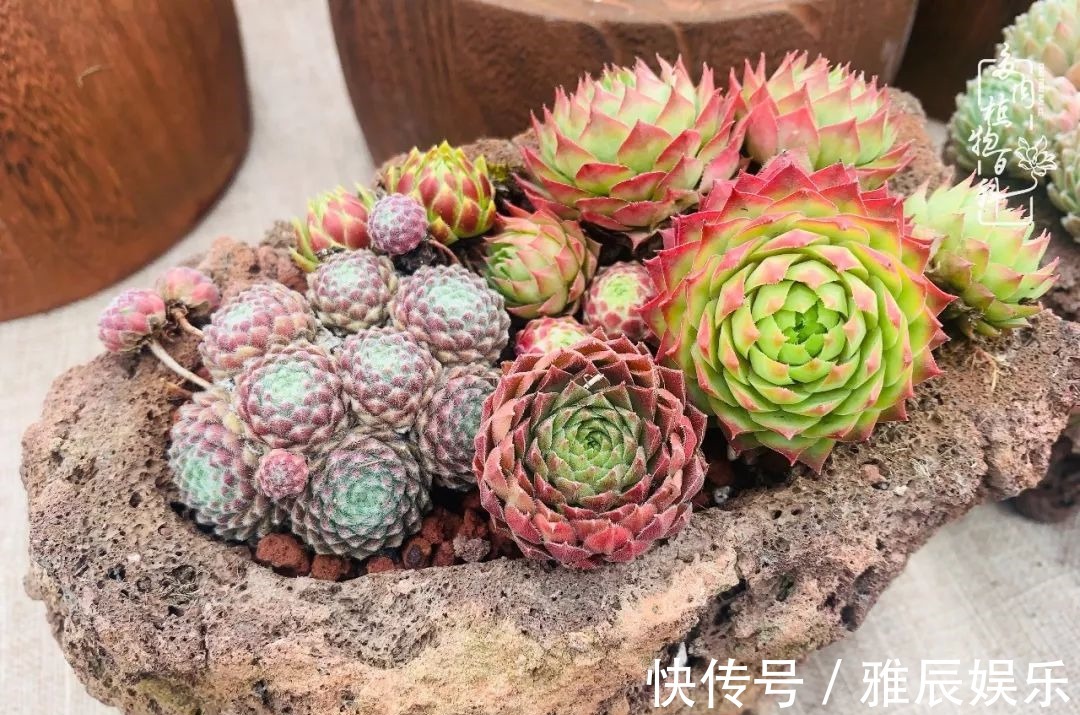 框子|这多肉拼盘这么仙!如何制作达人手把手教你制作长生草拼盘!