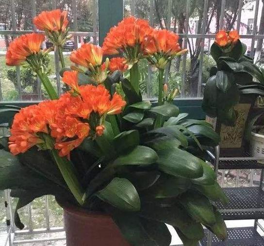 大姨养君子兰，天热挖坑埋点''它''，自带果香，侧芽蹭蹭窜