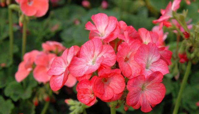 好养的花卉就选“它”，品种多，开花五颜六色，一年开花365天