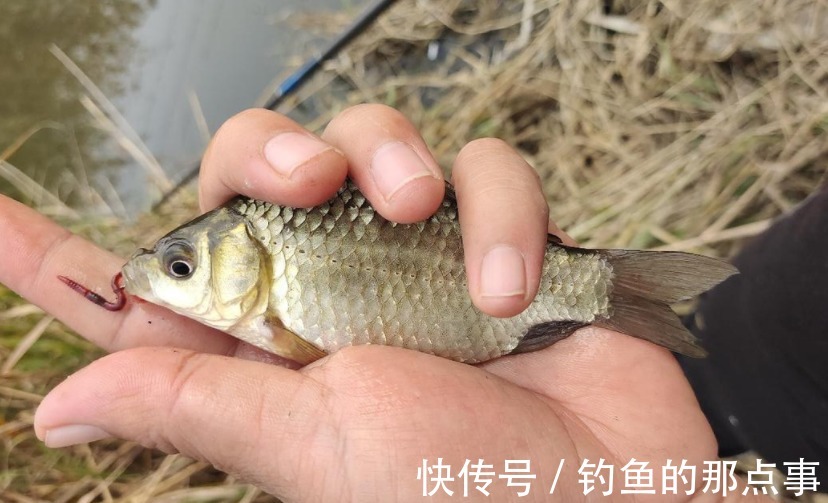 钓鱼|冬季钓鱼要做到一个“小”,鱼获自然不会少