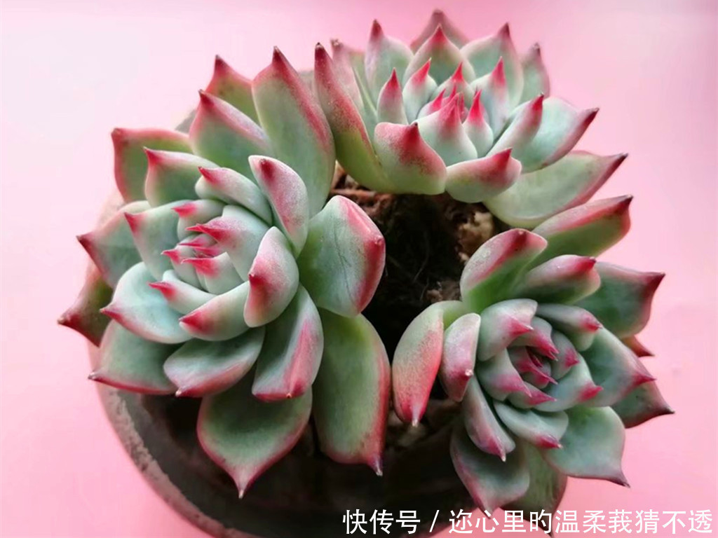 误区|养多肉经常走进的3个误区,大胆走出来,你的多肉会越来越美