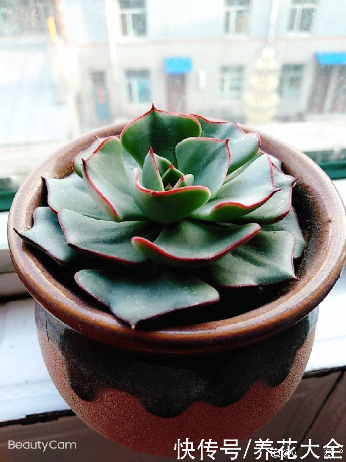 观音莲|多肉“摊大饼”，解决这3点，叶片挺拔还肥大