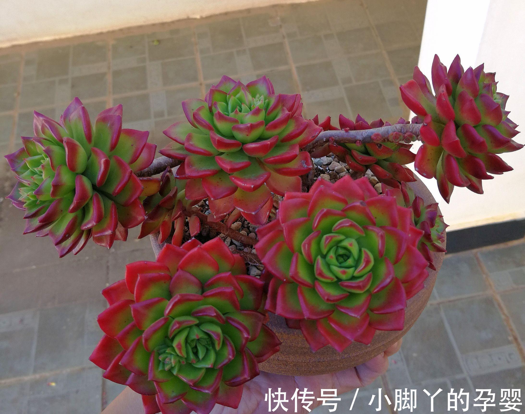 那些你可能不知道的多肉植物小秘密