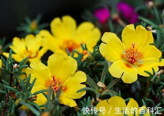 珊瑚藤珊瑚藤|8月20日-9月4日,庭院选这几款花,阳台开出花海,满屋子飘香