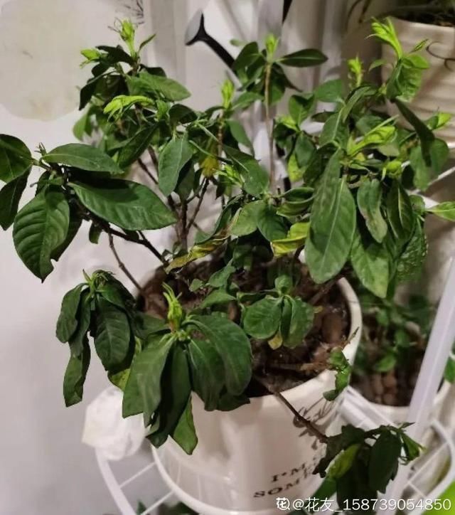 多肉|5种花盆养花,怪不得都死了,全是样子货