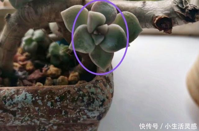 春天让多肉爆头的4个技巧,有一种最好不用,对肉肉会有一定伤害!