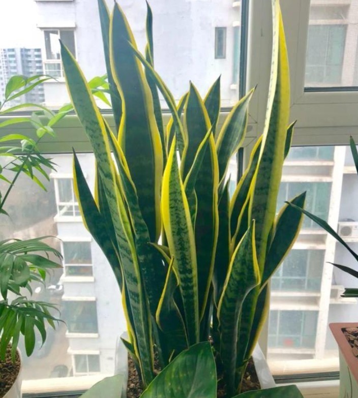 tvoc|“5种花”一定要养,人养花,花也养人,越养家里越清新、添福气