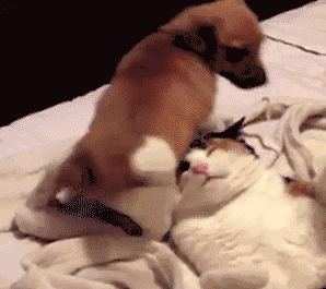 |搞笑动图:我要跟电视里的猫一起玩,跑哪去了呢?