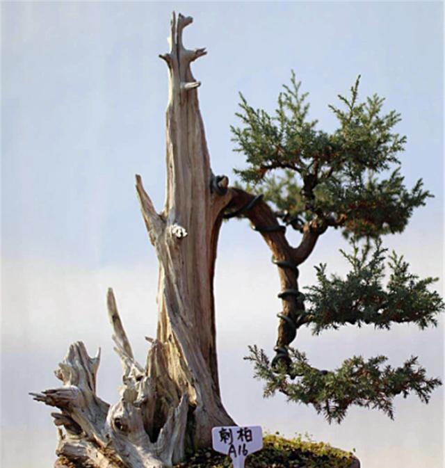 新手老桩盆景咋那么多老匠人学会5大“盆景嫁接法”就有了