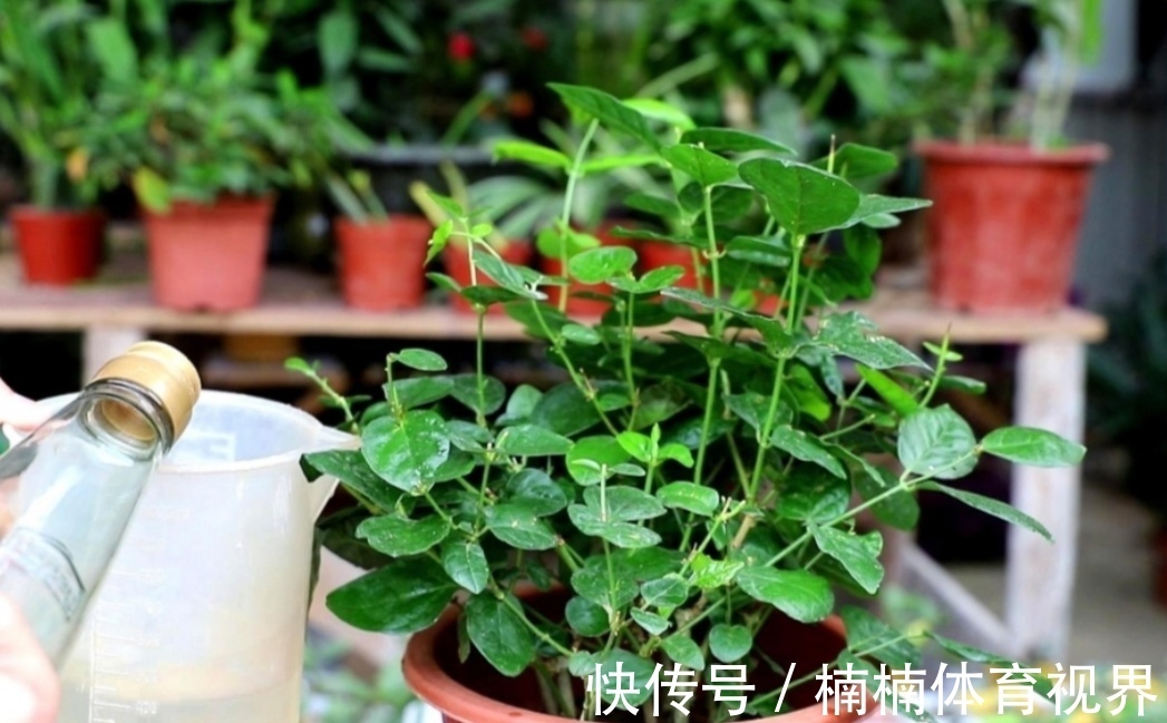 夏天养花，4种水别乱浇，不然花盆里滋生小虫子，很烦人