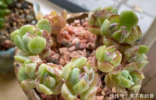 谨记|多肉出现“三情况”,千万别暴晒,不然黑腐又化水,新手谨记