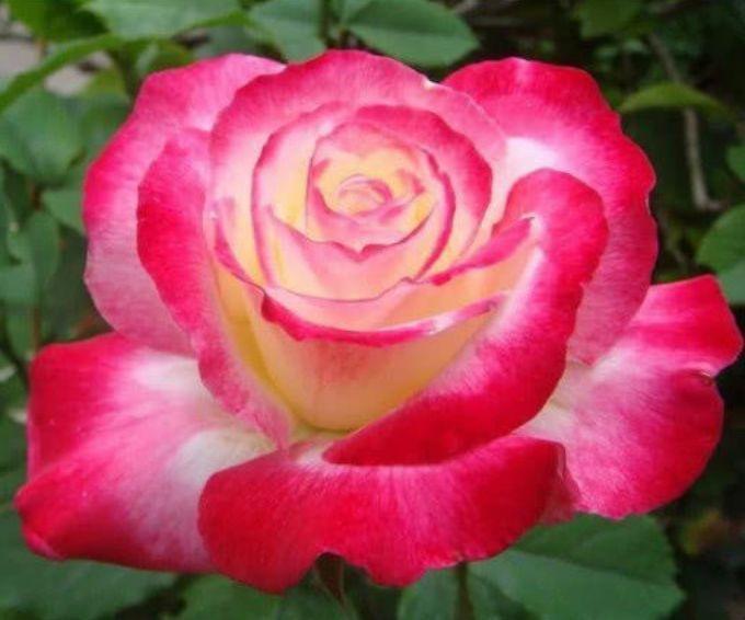 4种花现在养刚刚好，夏天开花很漂亮，花量大不操心，越养越喜欢