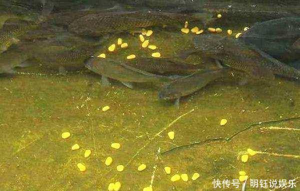 钓鱼饵料这样搭配,有助于提高上鱼频率