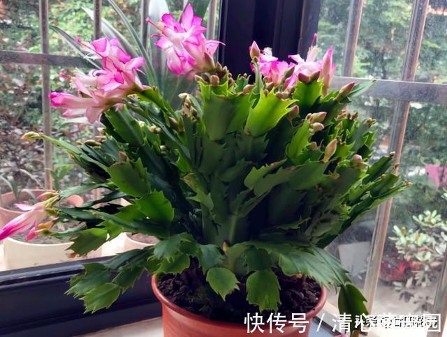 多肉植物|6种花，长高就“变丑”，株型低矮才“漂亮”，要舍得剪