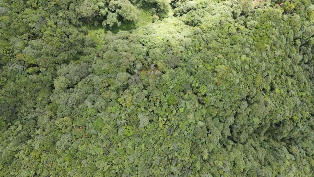 多样性|生物多样性之美，善洲林场：万物和谐的美丽世界