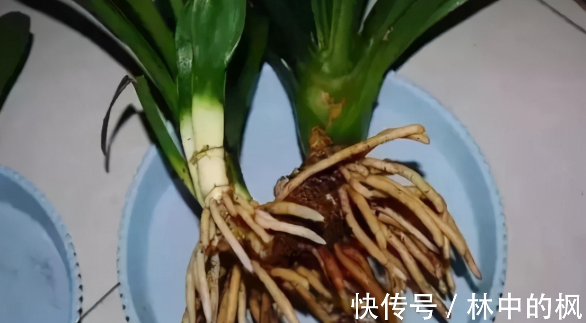 错过了自制肥就别再错过用药物养花了,效果好,还能马上用