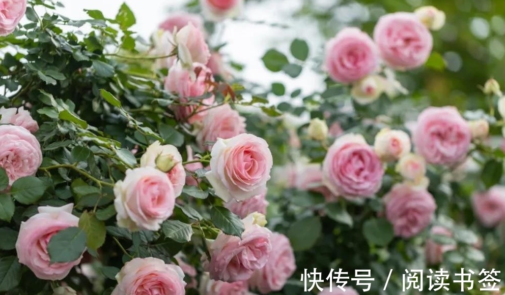 威基伍德|太热了,“粉龙”不开花,用这几个月季品种来弥补遗憾,真心不错