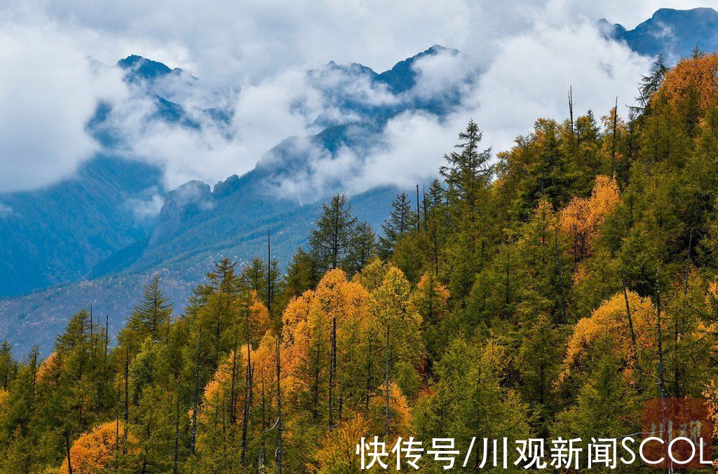 俄初山|视频｜重阳登高 遇见稻城俄初山秋色