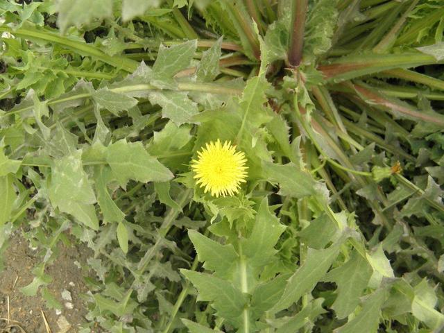 老人们|被称为野草的山莴苣,不仅能当野菜吃,还有很多作用