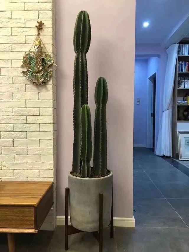 吉祥|8种“丑花”,个个都有好兆头,家里养几盆,镇宅吉祥,越养越爱