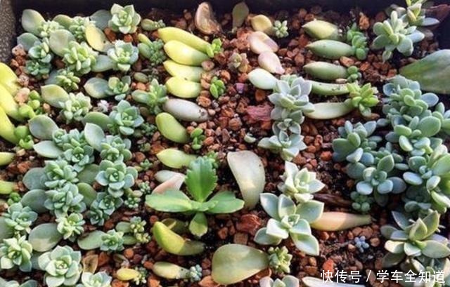 多肉植物“夏天”太难养把握“3点技巧”，丢窗台就很美！