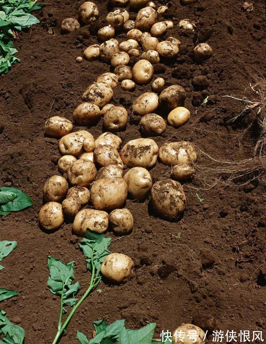 盆栽|发芽的土豆有毒不敢吃,养成盆栽1颗变10颗,老人特别喜欢