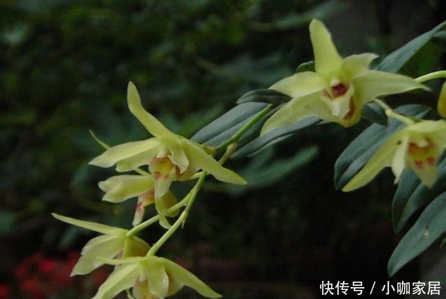 技巧|兰花栽种的3个技巧,大大提高成活率!