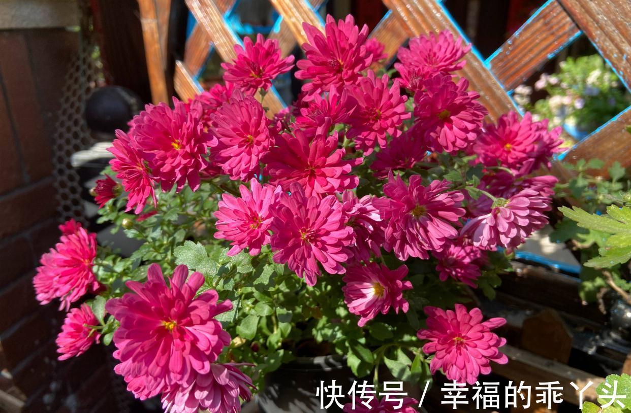 冬天快扦插这3种花,插土里生根很快,成活率高、花多又美