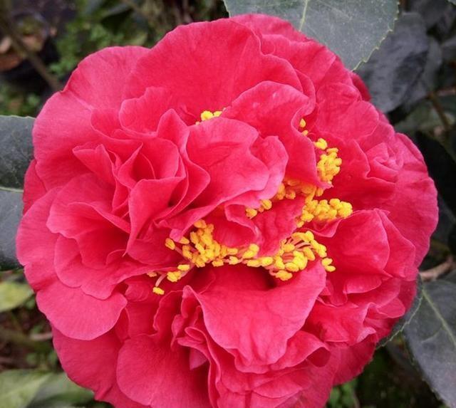 新手养花,不如养盆花中精品“茶花之王”,颜色艳丽,绚丽纷呈