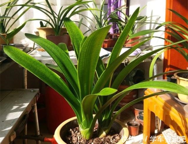 别只会用“淘米水”了,试下这种“脏脏水”,君子兰用上,长势旺!