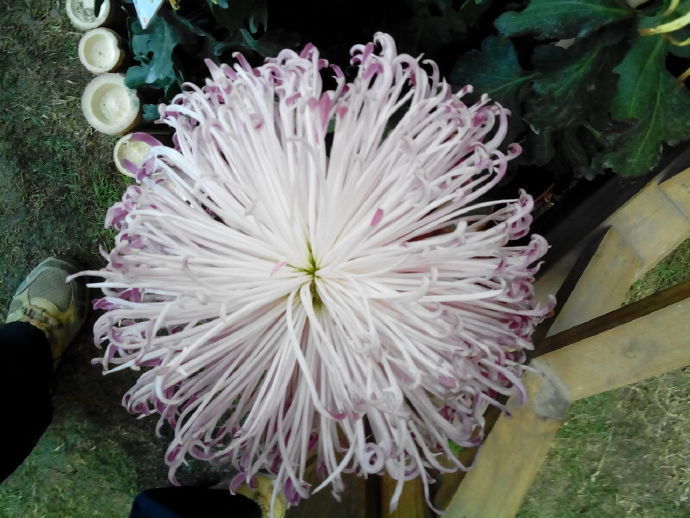 喜欢菊花,不如养盆“精品玫瑰”黄油硬糖,娇羞艳丽,暖色怡人