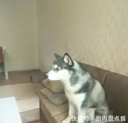 哈士奇爱看动画加菲猫，不听主人劝得了近视，主人：戴眼镜舒服不