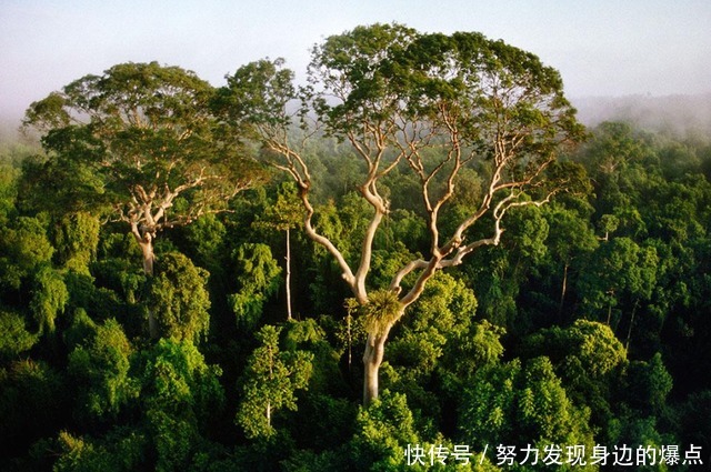 亚洲最大的岛：遍地珍稀动物被三国共同管辖，有全球最奇葩的婚俗